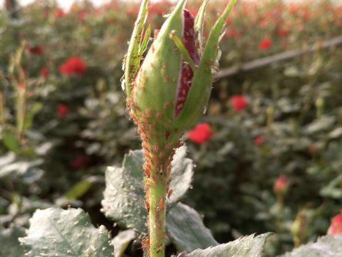 Aphid Control Advice for Kenyan Flower Growers
