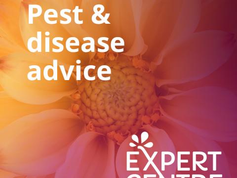 Pest and disease advise