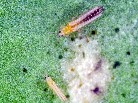 Thrips