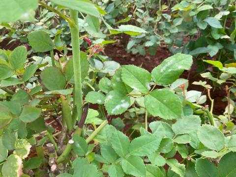 powdery Mildew rose plant 1