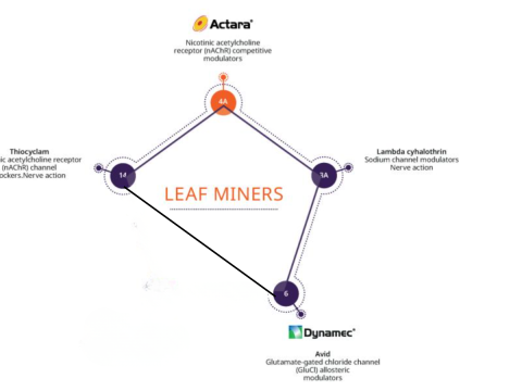 Leaf miner pesticide chart