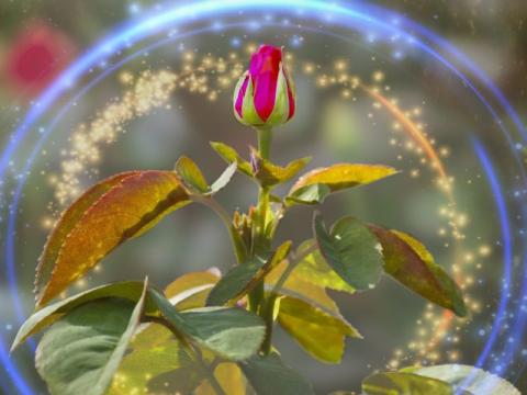 Segovis Flora Concept
