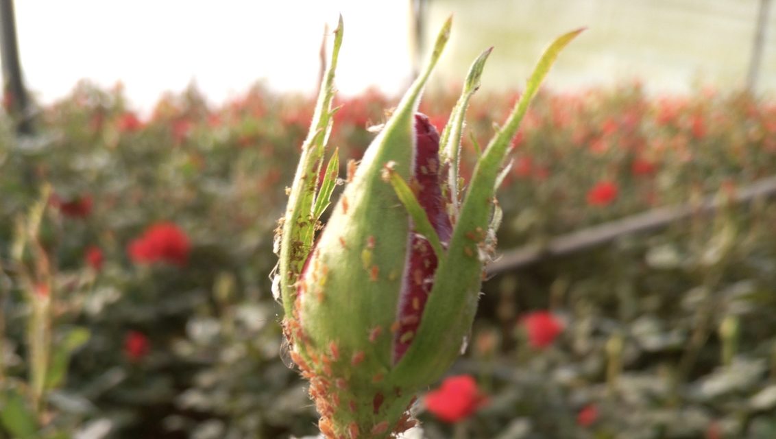 Control of Aphids in Kenyan Flower Crops