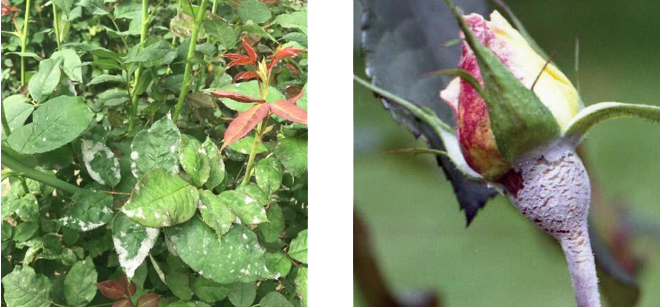 Powdery Mildew Solutions Guide