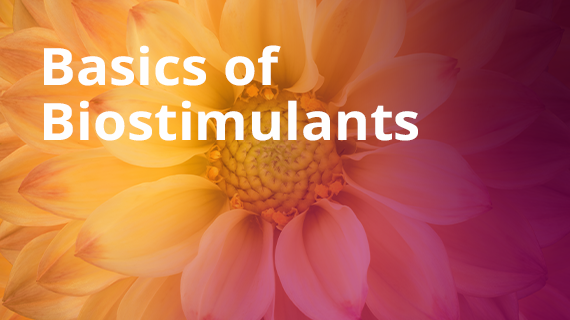 Basics of Biostimulants