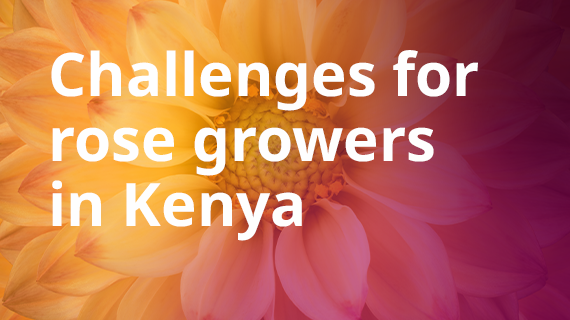Challenges for rose growers in Kenya