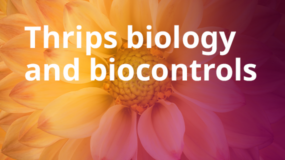 Thrips biology and biocontrols