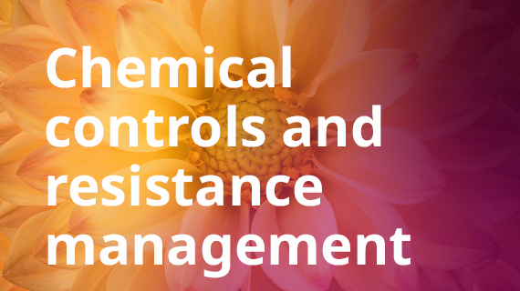 Thrips Management Webinar: Chemical controls and resistance management
