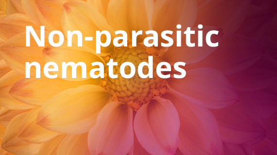 non-parasitic_nematodes.png