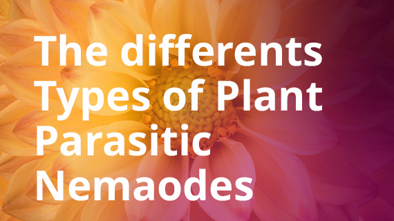 the_differents_types_of_plant_parasitic_nemaodes_.png