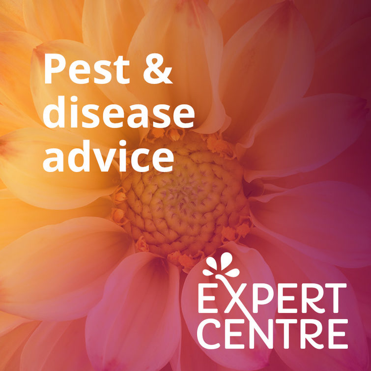 Pest and disease advise