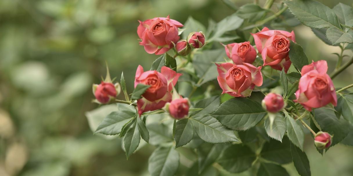 Kenya Flower Crop Protection