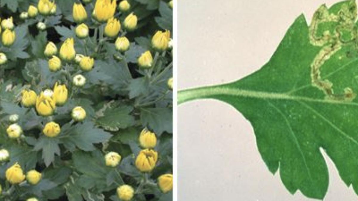 Floriculture Advice - Leaf miner flower crops