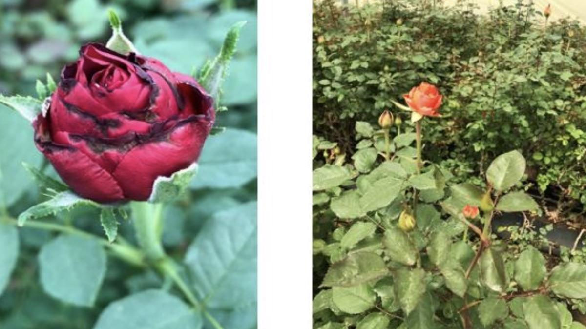 Floriculture Kenya -  Thrips