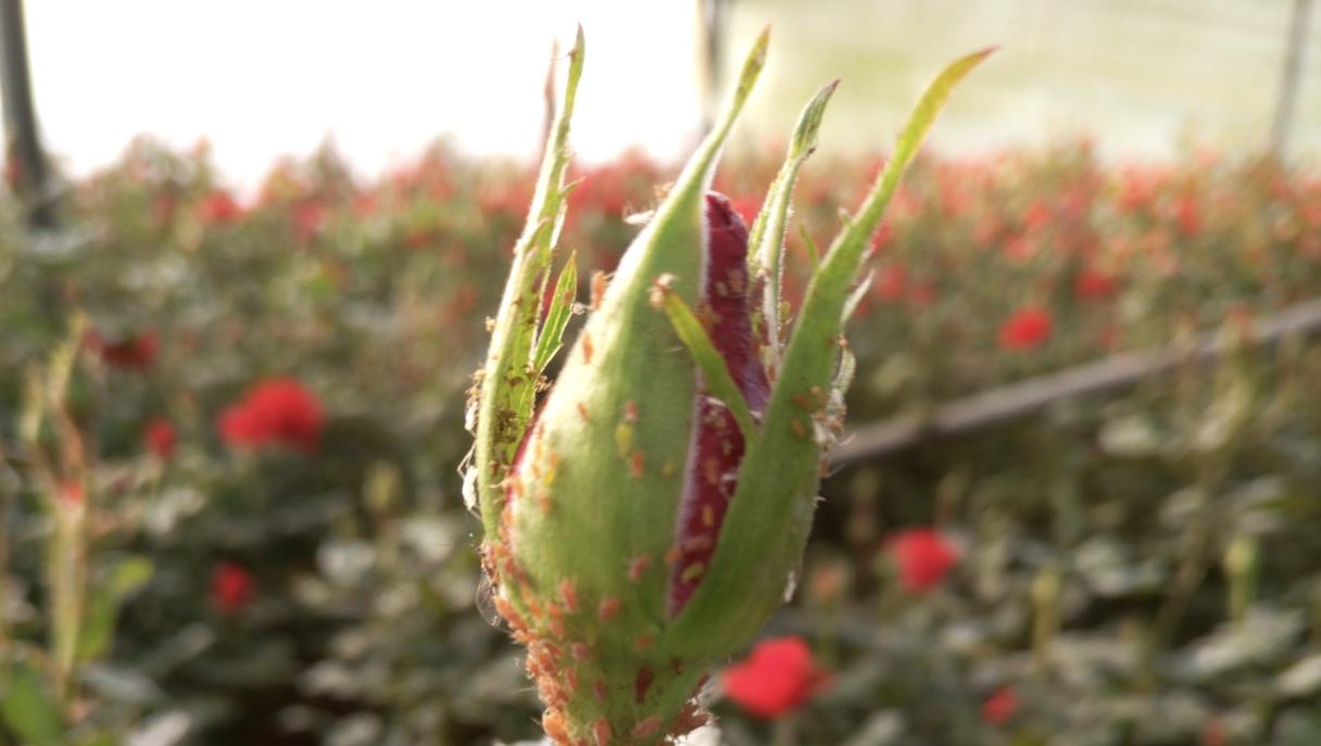 Control of Aphids in Kenyan Flower Crops