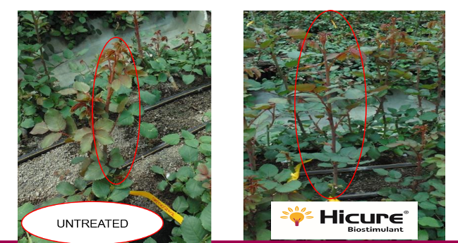 Spotlight on Biostimulant blog