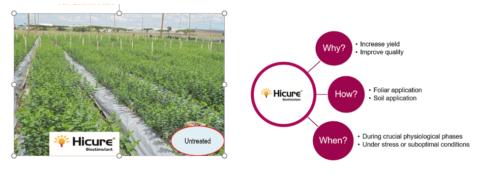 Spotlight on Biostimulant