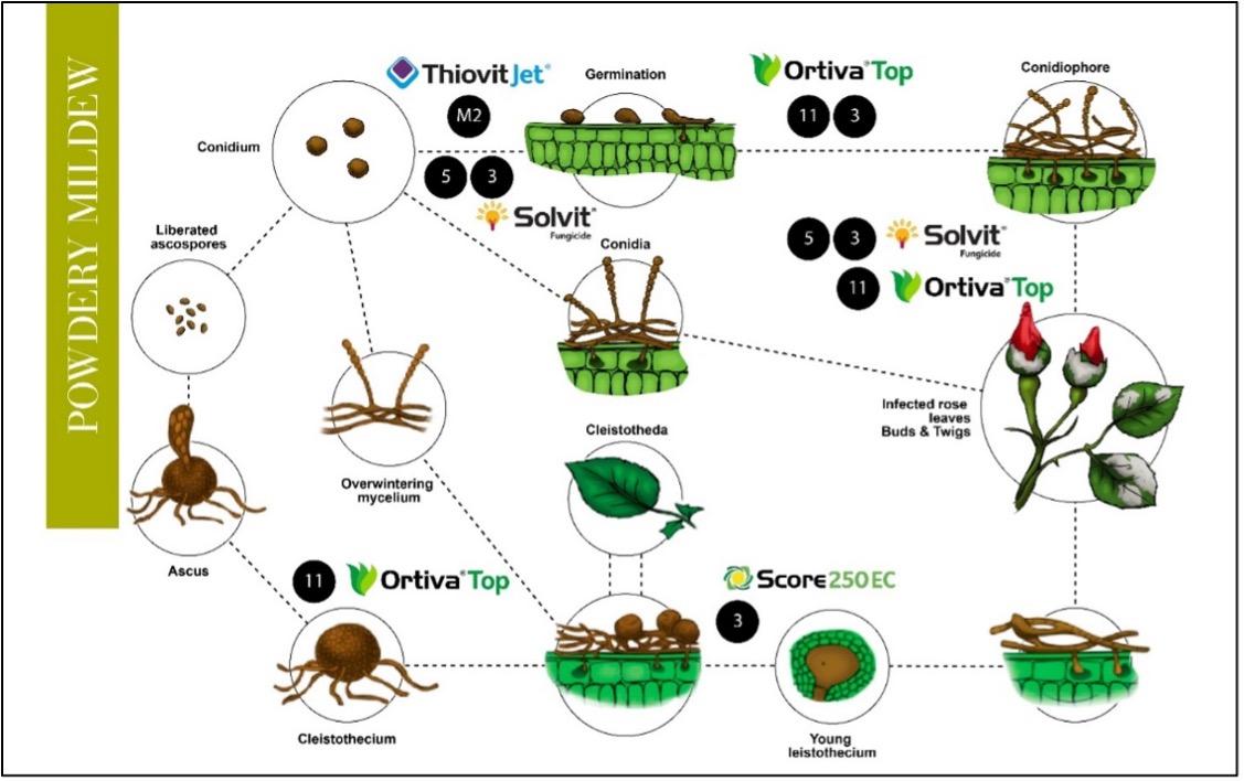 Powdery Mildew Solutions Guide
