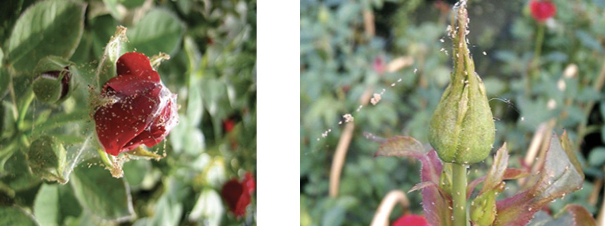 Guide for mites’ management on ornamentals