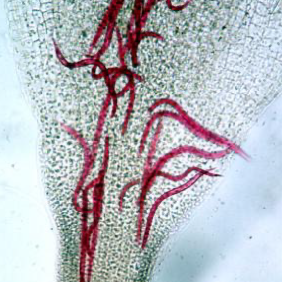 nematode