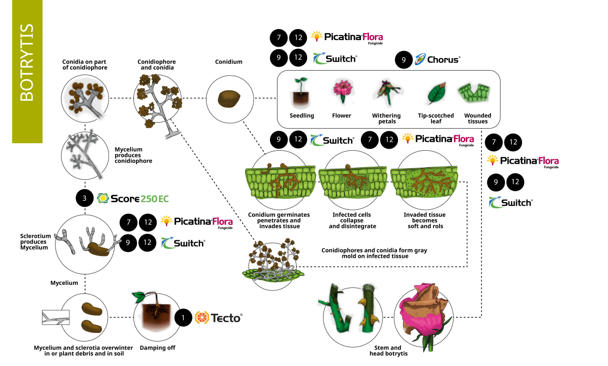Botrytis Life cycle
