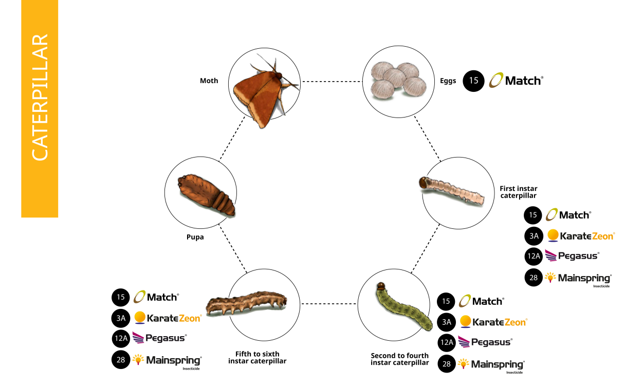 Caterpillar Life cycle 