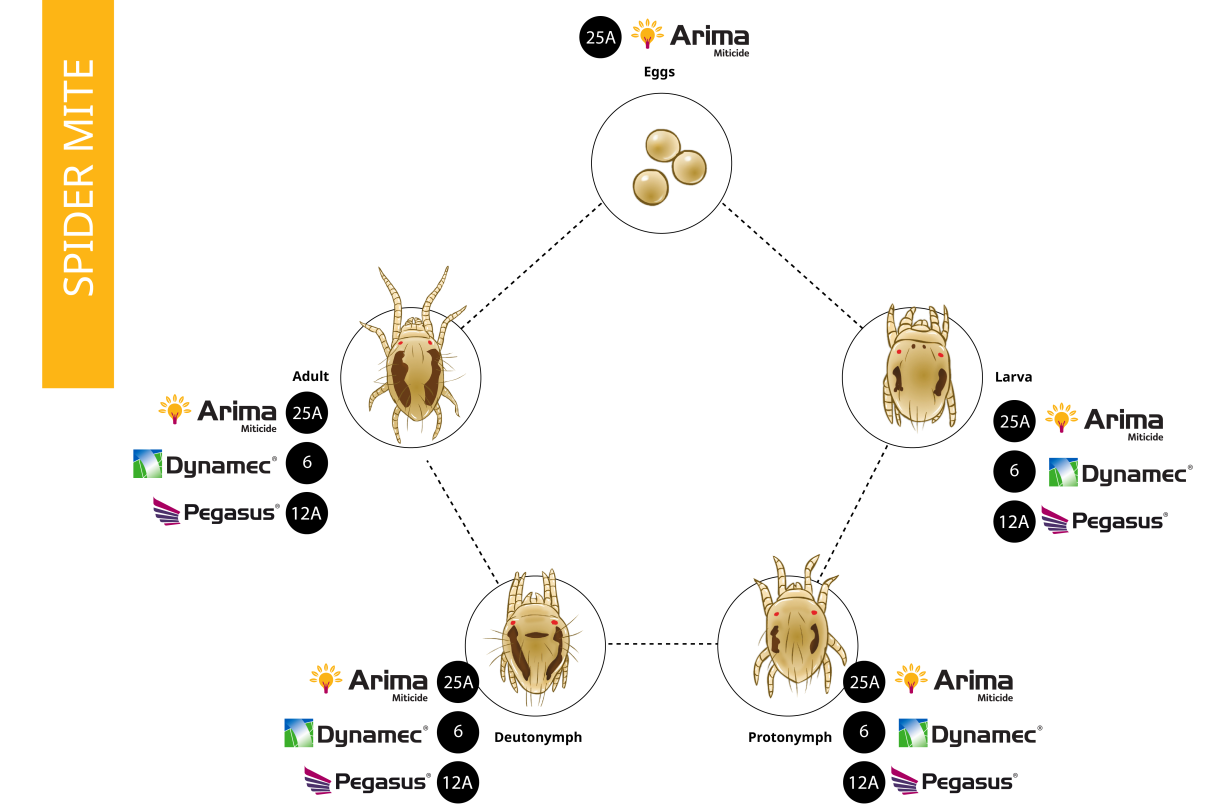 Spiter mite Life cycle