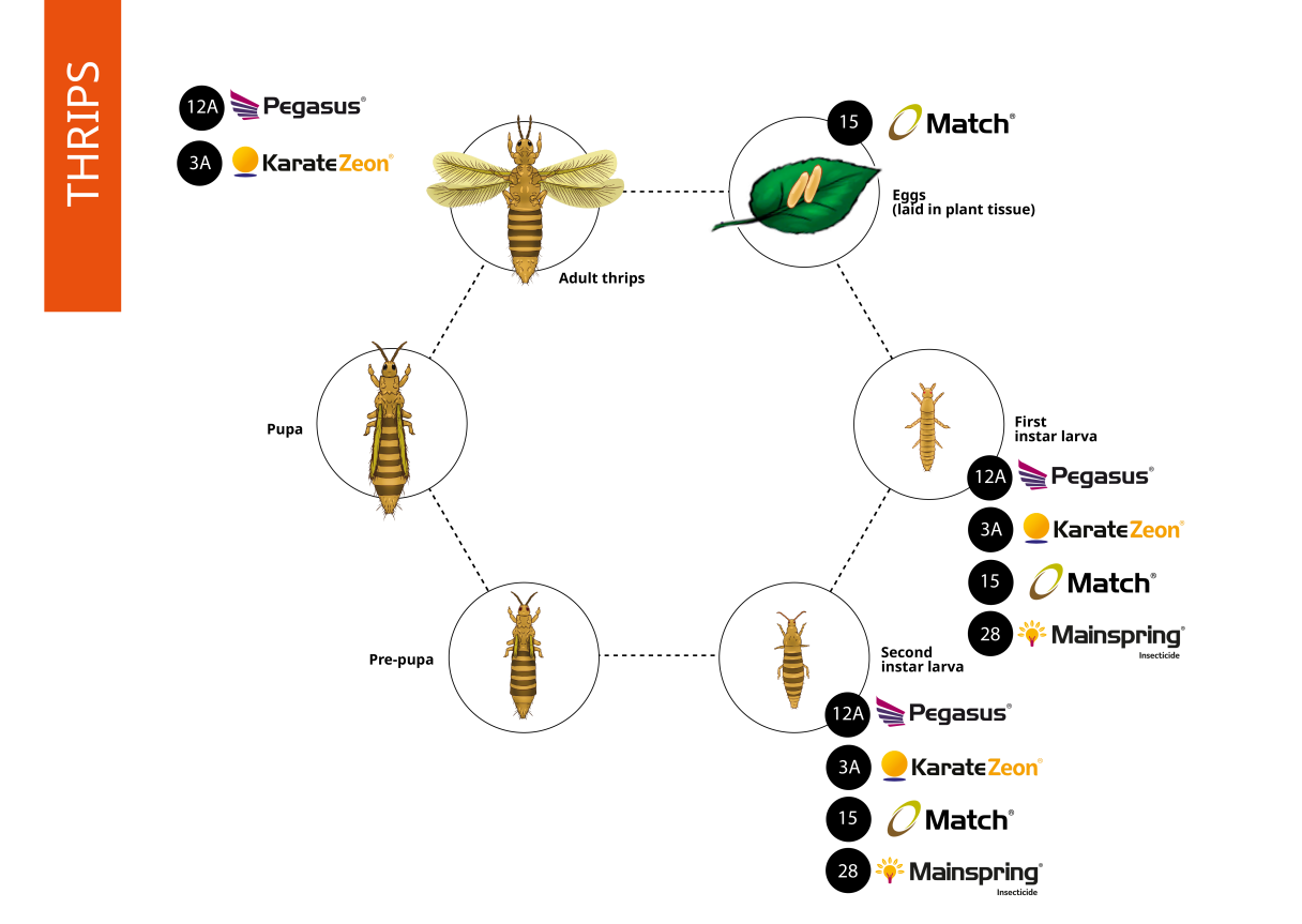Thrips Life cycle