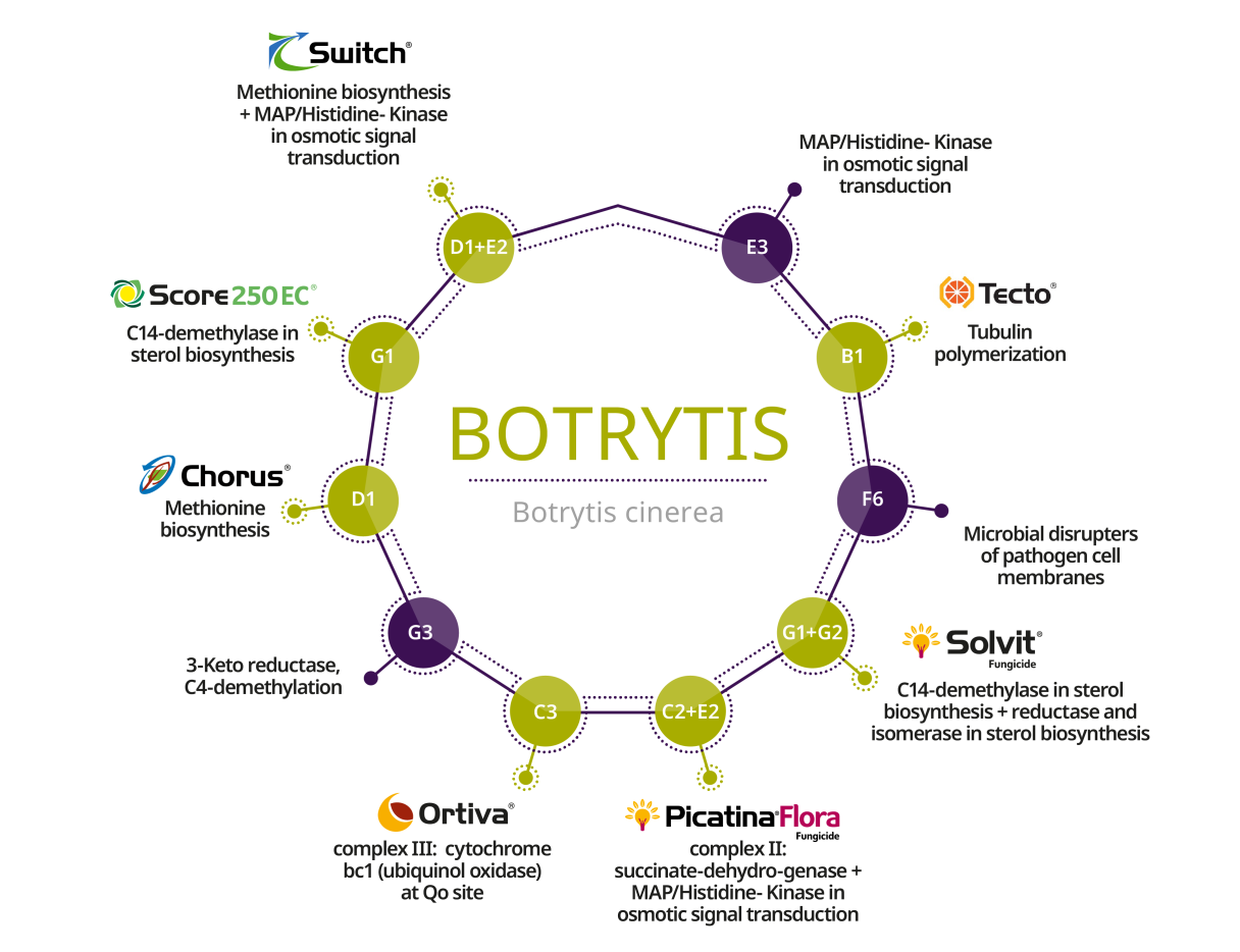 Botrytis graphic