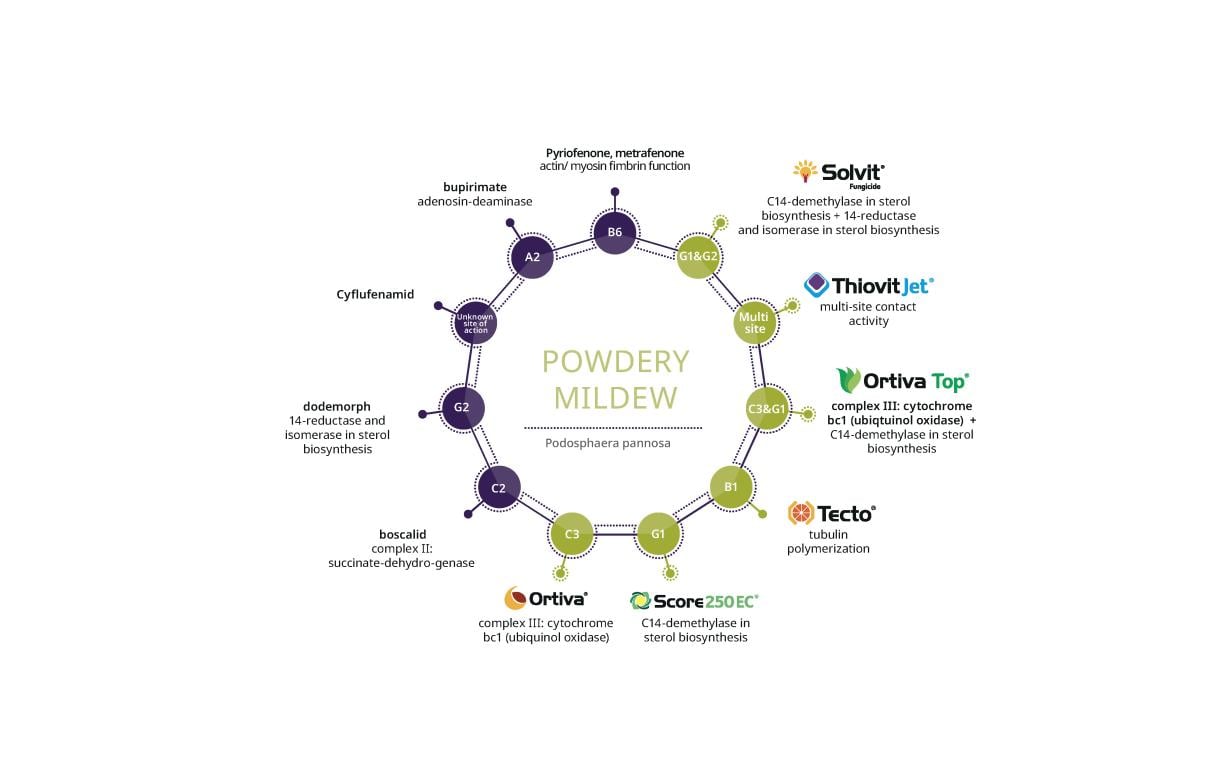 Powdery mildew