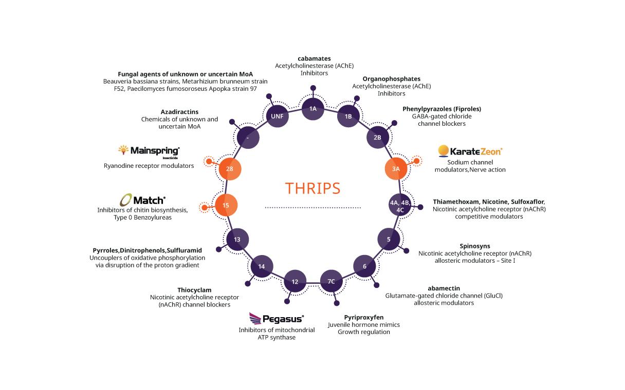Thrips