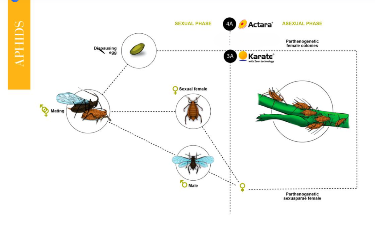 Life Cycle (Aphids)