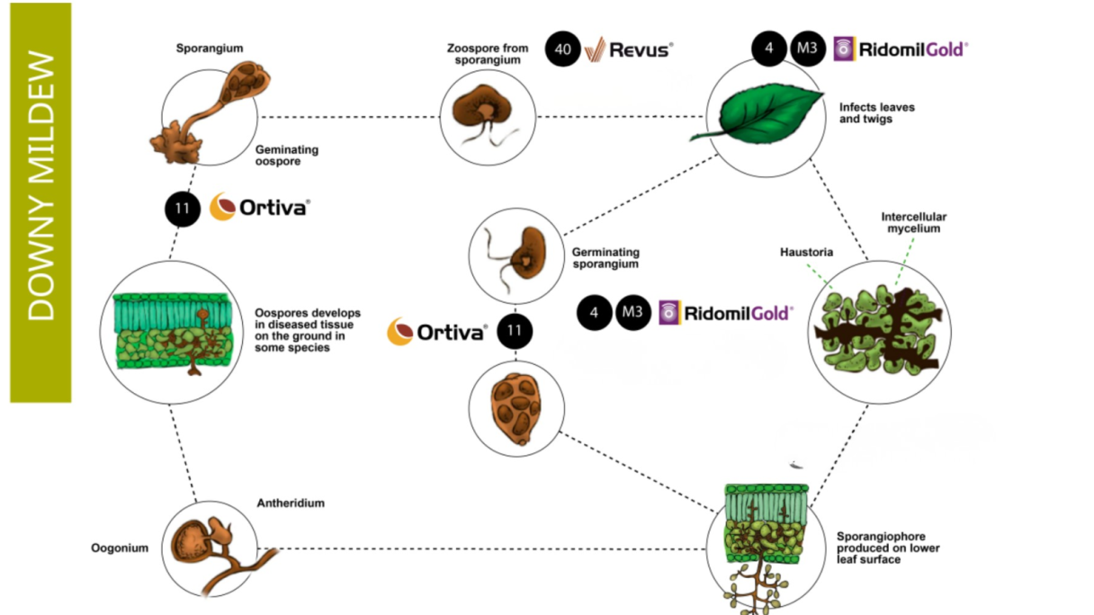 Downy Mildew Flow Chart