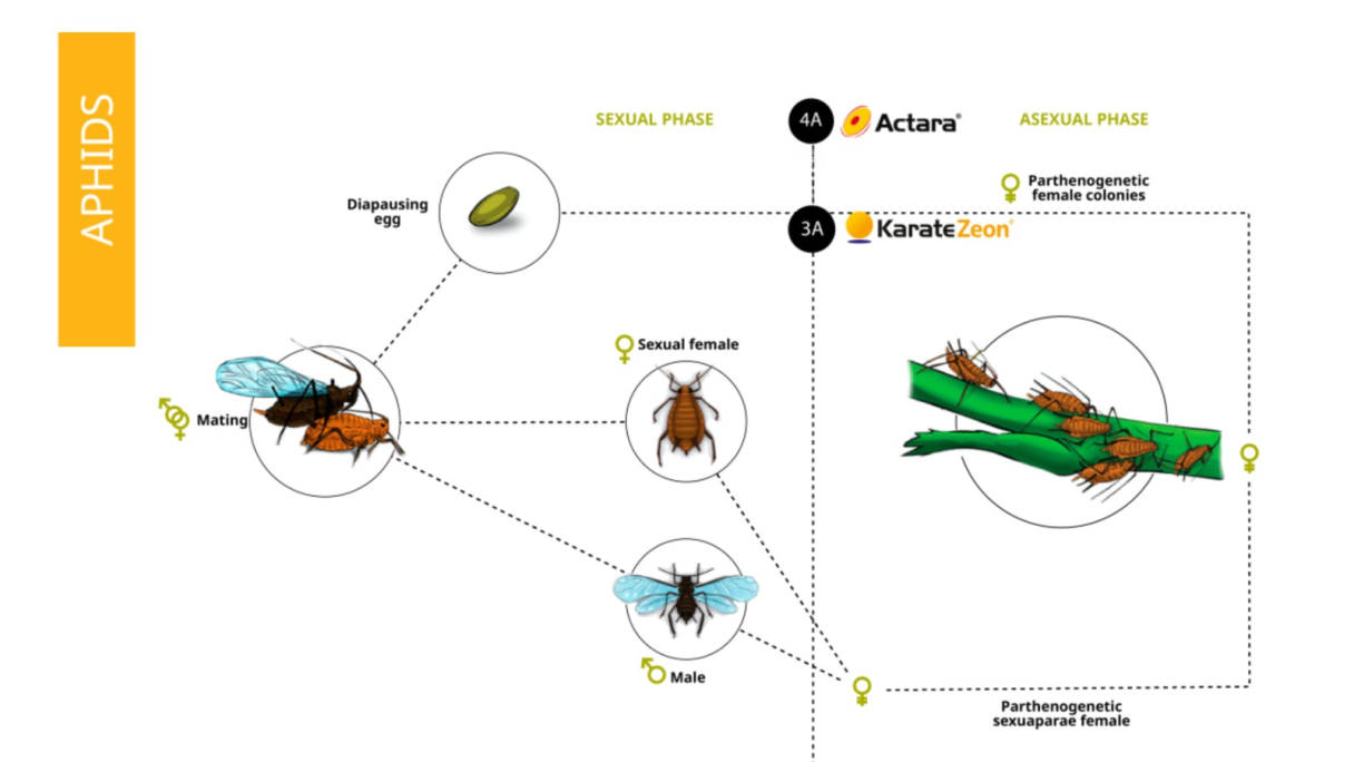 Aphids Flow Chart