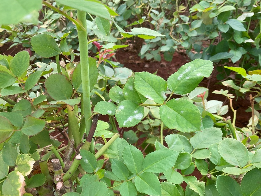 powdery Mildew rose plant 1