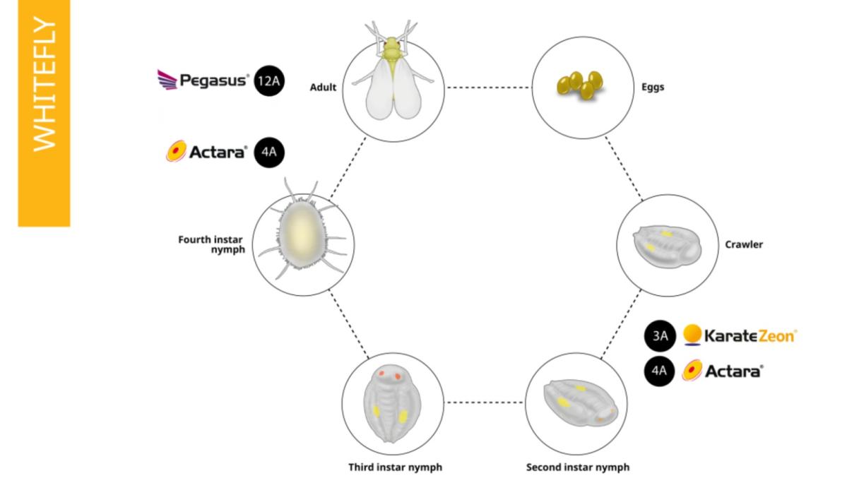 Whitefly life cycle