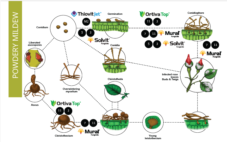 Powdery Mildew chart