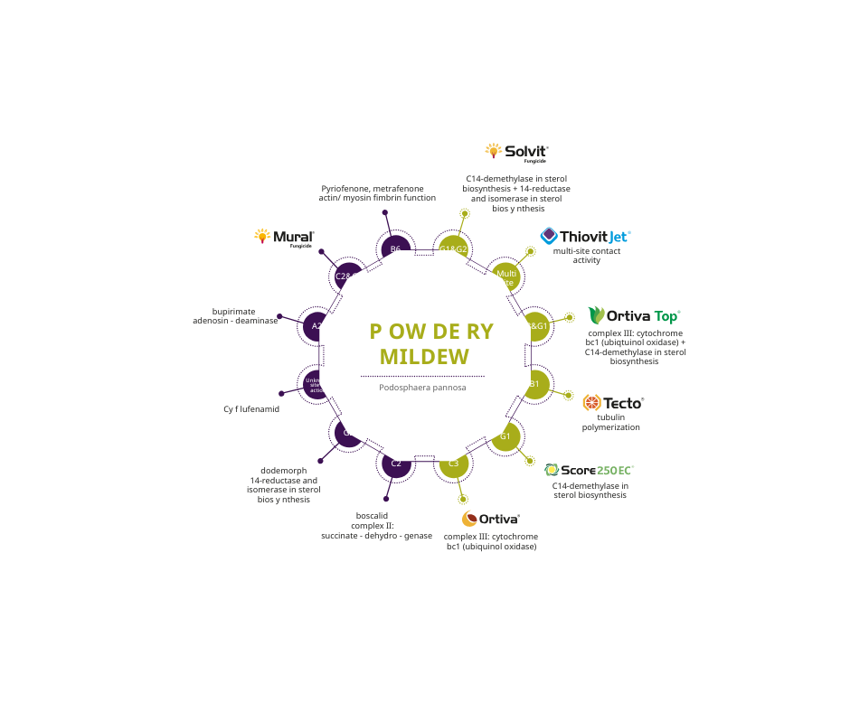 Powdery Mildew chart