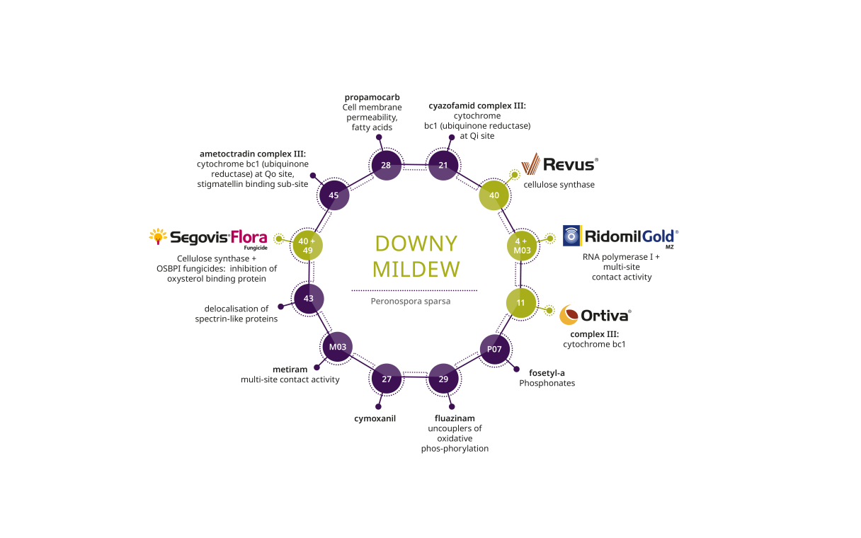 Downy mildew fungicide Resistance Management chart